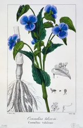 Commelina tuberosa, 1836